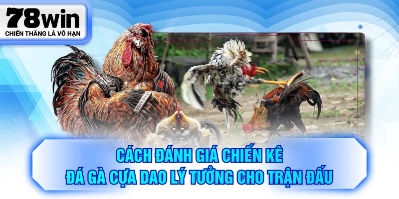 Cách đánh giá chiến kê đá gà cựa dao lý tưởng cho trận đấu